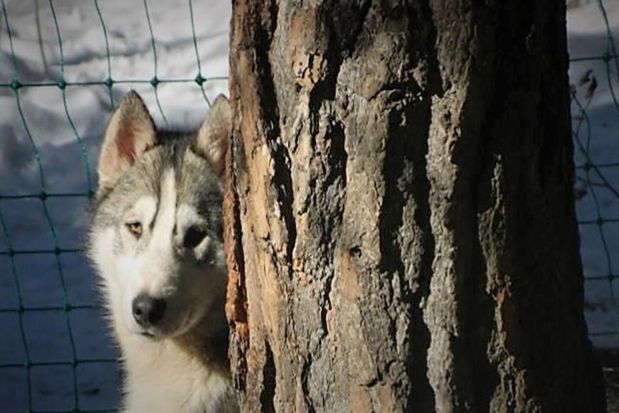 Lo sguardo intenso di un cane husky 