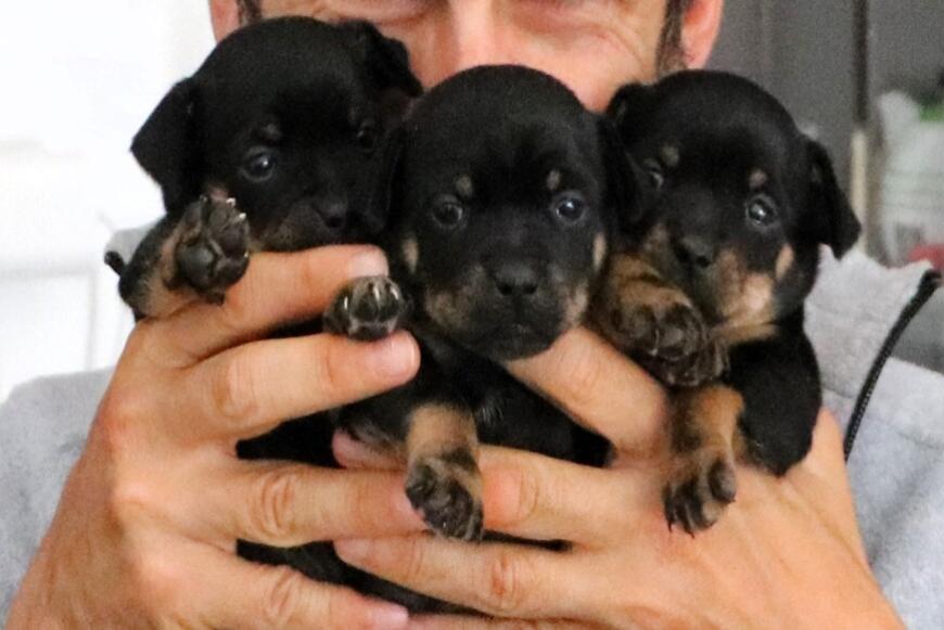 Cuccioli di Pinscher Nano