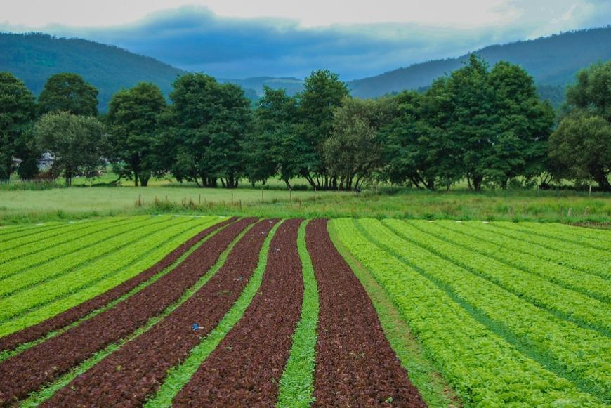 Terreno agricolo ad uso civico