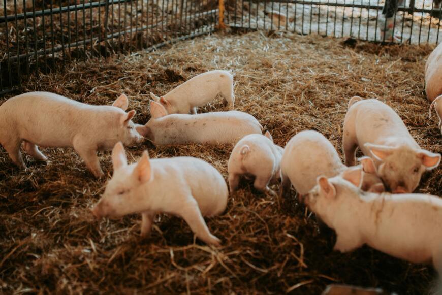 Ordinanza commissario straordinario Psa, la Regione chiederà deroga alle restrizioni alla caccia al cinghiale per contrasto peste suina