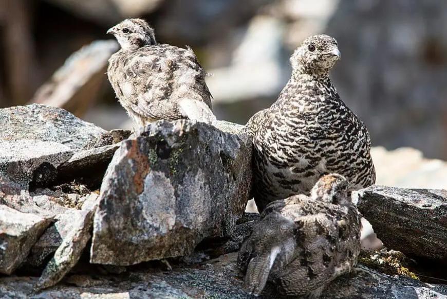 Vignale risponde al question time della consigliera Avs: “La specie è già tutelata, il prelievo consentito è estremamente conservativo”