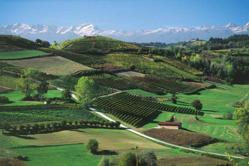 Vigne in Langa