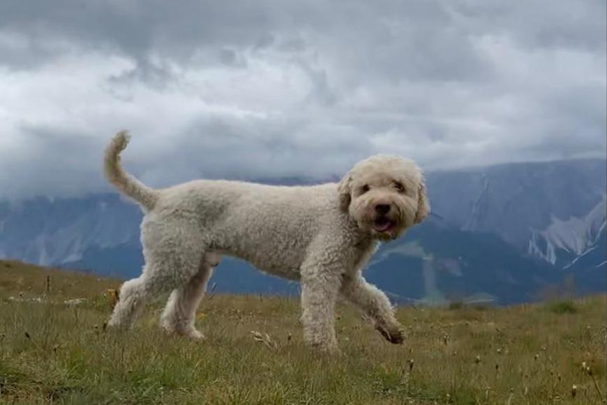 animali da affezione
