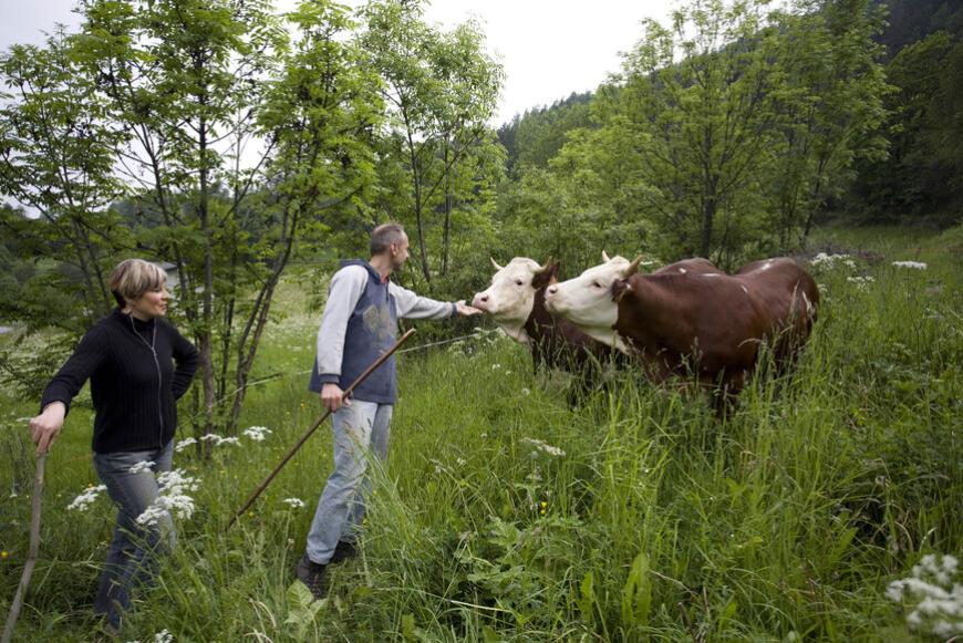 Allevatori in montagna